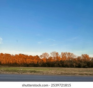 Panoramiczny widok pola z drzewami mieniącymi się jesiennymi barwami pod rozległym, czystym, błękitnym niebem, w kulminacyjnym momencie zachodu słońca, ilustrujący piękno zmiany pory roku na Środkowym Zachodzie.