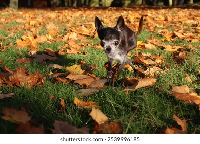 E gléckleche léiwen schwaarze Chihuahua Hond spillt an engem Koup faarwege Blieder