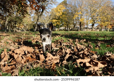 E gléckleche léiwen schwaarze Chihuahua Hond spillt an engem Koup faarwege Blieder op sonnegen Dag