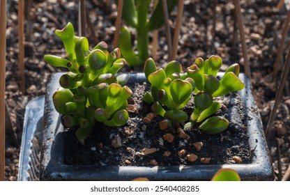 Money Tree Crassula Gollum. Monster. Sukulent. Bonsai style. Plant for home