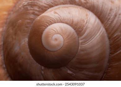 close up top-view of a fibonacci spiral on a sea shell in nature. Macro background with copy space.