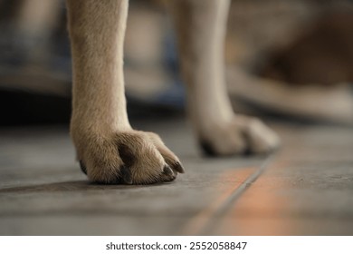 Cakar anjing. Cakar kaki hadapan seekor anjing domestik yang lebih besar berdiri di atas lantai ruang tamu. Kesihatan dan anatomi kaki. Anjing baka campuran. Fokus terpilih. dekat dekat. Salin ruang.