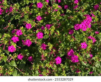 Mirabilis jalapa véier Auer Blumm oder Wonner vu Peru rosa Blummen