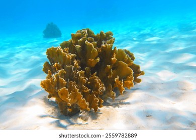 Oceano tropical raso, areia branca e recife de coral. Coral amarelo, sol e fundo de água azul. Mergulho em recife de coral raso. Paisagem marinha em águas rasas. Fotografia subaquática.