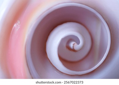 Fibonacci essence in nature; the spiral seen in section of a seashell
