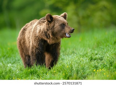 Wilde bruine beer (Ursus arctos)