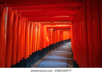 Gerbang gerbang Torii mercu tanda terkenal kuil Fushimi Inari Taisha, Kyoto, Jepun. destinasi perjalanan untuk ribuan Torii Gates diambil pada musim luruh puncak pada bulan Disember.