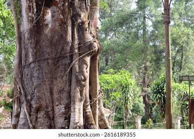 Uma vista majestosa de uma árvore ancestral em uma floresta tropical, com raízes extensas e retorcidas que cobrem o solo e escalam o tronco. As raízes maciças e a folhagem densa conferem-lhe um ar mítico.