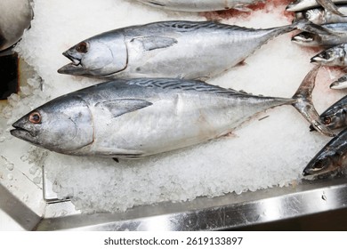 Tuniak Skip Jack. Ryba na predaj. Japonská ryba Katsuo. bonito. tuniak skipjack. tuniak skipjack. Tuniak. Celá ryba na predaj.