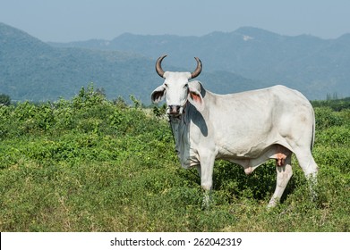 Brahma Bull Logo Vectors Free Download