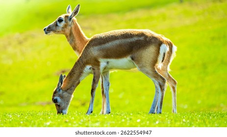 Pereche de gazele Thomson (Eudorcas thomsonii) pascând pe pajiștile însorite ale savanei la ora aurie