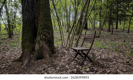 A wooden chair stands alone beside a mossy tree in a quiet forest clearing, surrounded by fallen leaves and soft green undergrowth.