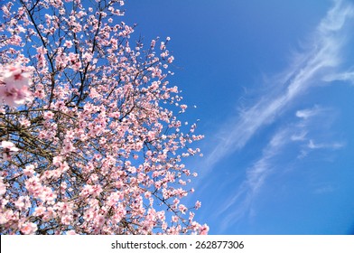 Frühlingsblumen mit blauem Hintergrund und Wolken