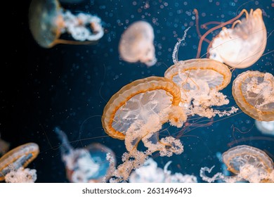 Подводная фотография медузы Chrysaora fuscescens, тихоокеанская морская крапива, западно-побережная морская крапива крупным планом