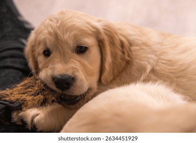床で遊ぶゴールデンレトリバーの子犬