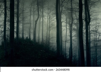 Bosque oscuro y brumoso con una pendiente negra