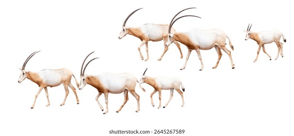 un grup de antilope izolate pe fundal alb