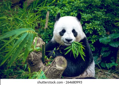 Hungriger Pandabär, der Bambus isst