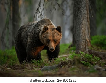 Wilde bruine beer (Ursus arctos)