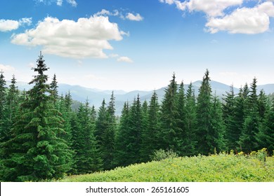背景の高山の美しい松の木。カルパティア山脈