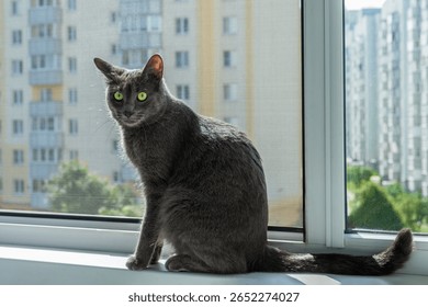 灰色の猫が窓辺に座り、都会の街並みを見下ろしています。猫の緑色の目は好奇心に満ちた表情でカメラを見つめています。