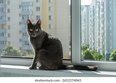 灰色の猫が窓辺に座り、都会の街並みを見下ろしています。猫の緑色の目は好奇心に満ちた表情でカメラを見つめています。