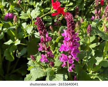 Salvia nemorosa 'Rose Marvel'; เสจป่า ไม้ล้มลุกหลายปี มีดอกสีชมพู