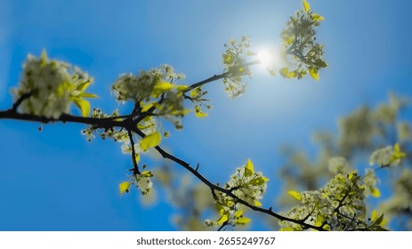 Blummen bléien am Fréijoer oder Summer, roueg Naturschéinheet un engem sonnegen Dag. Bléiegaart am Fréijoer mat engem rosa bloen Himmel am Hannergrond. Sonnenënnergang oder Sonnenopgang an engem Fréijoersbirkebësch mat hellem Liicht.