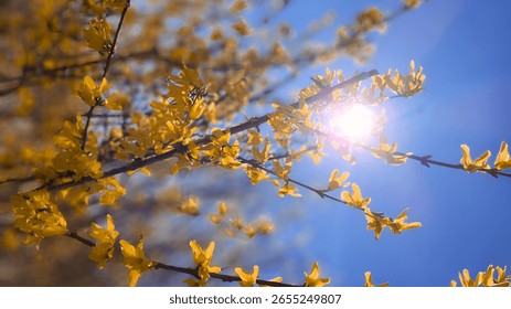 Blummen bléien am Fréijoer oder Summer, roueg Naturschéinheet un engem sonnegen Dag. Bléiegaart am Fréijoer mat engem rosa bloen Himmel am Hannergrond. Sonnenënnergang oder Sonnenopgang an engem Fréijoersbirkebësch mat hellem Liicht.