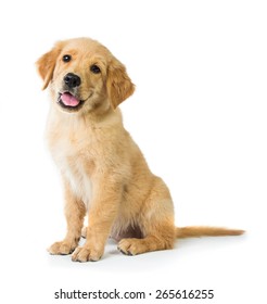 Een portret van een schattige Golden Retriever-hond zittend op de vloer, geïsoleerd op een witte achtergrond