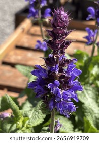 Salvia nemorosa 'Blue Marvel'; เสจป่า ไม้ล้มลุกหลายปี มีดอกสีฟ้า