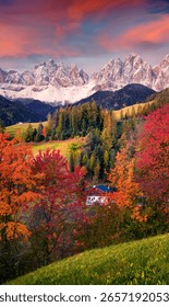 Beem bedeckt mat orange a karmesinrout Blieder am Duerf Santa Magdalena. Vertikal Hierschtvue op de Seceda-Gipfel. Herrlech Landschaft vun den Dolomitenalpen, Italien. Schéinheet vun der Naturkonzepthannergrond.
