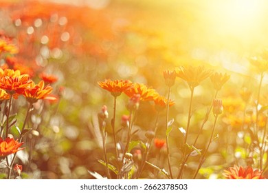 Flori portocalii frumoase înflorind sub lumina caldă a soarelui, focalizare delicată cu bokeh strălucitor, creând o scenă naturală de vis.