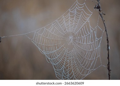 Monochroom macrofoto van een gedetailleerd spinnenweb met dauwdruppels