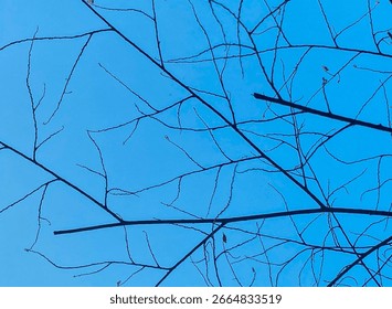 Silhouette de branches d'arbres dénudées aux feuilles vertes éparses se détachant sur un ciel bleu clair, capturant une vue minimaliste et naturelle, idéale pour une utilisation en arrière-plan ou dans un design sur le thème de la nature.