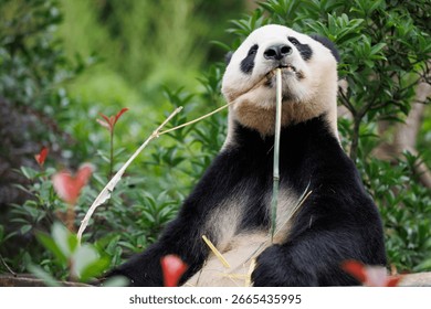 One giant panda eating bamboo in the zoo