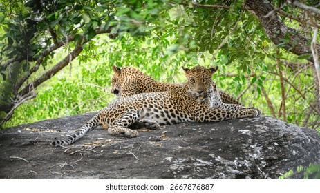 Dva leoparda odmaraju se na stijeni u Nacionalnom parku Yala na Šri Lanki. Jedan leopard zuri raširenih ruku, a drugi gleda u šumu.