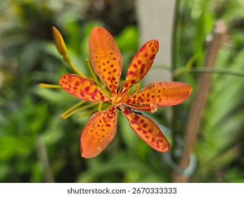 Pogled od blizu na živahen cvet domače perunike (Iris domestica), splošno znane kot leopardja lilija, robidova lilija ali leopardji cvet. Ta okrasna cvetoča rastlina je občudovana zaradi svojih presenetljivih pikčastih cvetnih listov.