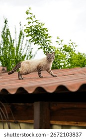 屋根の上を歩く猫、空を背景に屋外を探索する飼い猫。