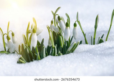 Fréijoersschnéiklacken Galanthus Nivalis an enger bléiender Fréijoerswiss. Sonnenopgang, Sonnenënnergang, Liicht op Schnéiklacken, déi de Schnéi bedeckt hunn.