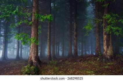 paisaje de bosque oscuro con niebla