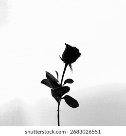 Silhouette minimaliste en noir et blanc d'une rose. Photographie artistique en noir et blanc d'une rose en silhouette, créant une esthétique élégante, saisissante et minimaliste.