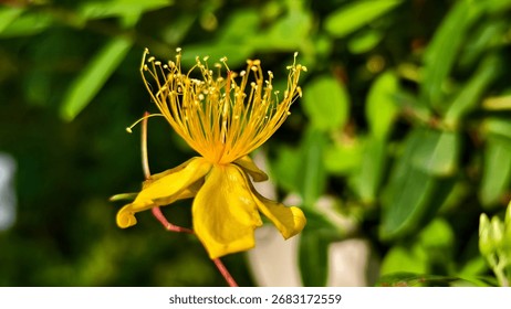 Güneş ışığı altında parlayan uzun, çıkıntılı organlara sahip parlak sarı Hypericum (Sarı Kantaron) çiçeği. Arka planı yeşil yapraklar dolduruyor