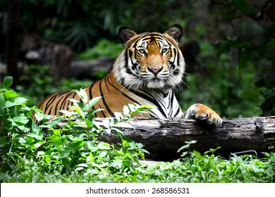 Bengaalse tijger in bos toon hoofd en been