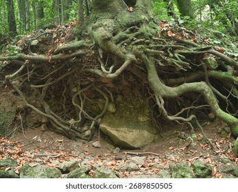 Raízes de árvores retorcidas e cobertas de musgo expostas no solo da floresta - Close-up de raízes de árvores enormes e expostas, cobertas de musgo verde brilhante, criando uma rede impressionante sobre um barranco de terra em uma floresta exuberante.