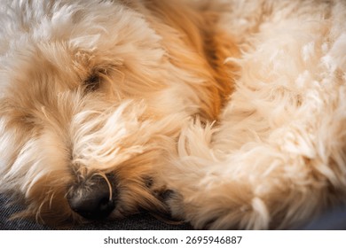 Gambar jarak dekat yang terperinci menunjukkan bulu keemasan dan berwarna krim anak anjing campuran Poodle yang gebu, memfokuskan pada tekstur di sekeliling hidung dan mukanya sambil tidur dengan tenang di dalam rumah.
