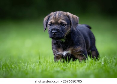 Anak anjing Border Terrier (Canis lupus familiaris) berdiri di rumput hijau, ekspresi ingin tahu, bulu terperinci, cahaya semula jadi yang lembut, latar belakang kabur, suasana luar, saat damai, fokus pada anjing, close-u