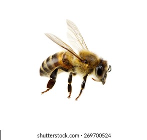 Bee isolated on the white. macro of a living insect.