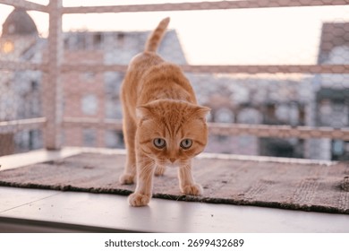 バルコニーにいるオレンジ色の猫が縁に近づき、穏やかで好奇心旺盛な表情で窓の外を覗いています。背後には都市のスカイラインがあり、温かみのある色調が居心地の良いペットの肖像画を作り出しています。