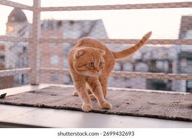 バルコニーの端にいる好奇心旺盛なオレンジ色の猫、日光の輝き、背後の都市のスカイライン、柔らかな夕方の色合い、集中した視線、前かがみ、家のテラスの雰囲気。